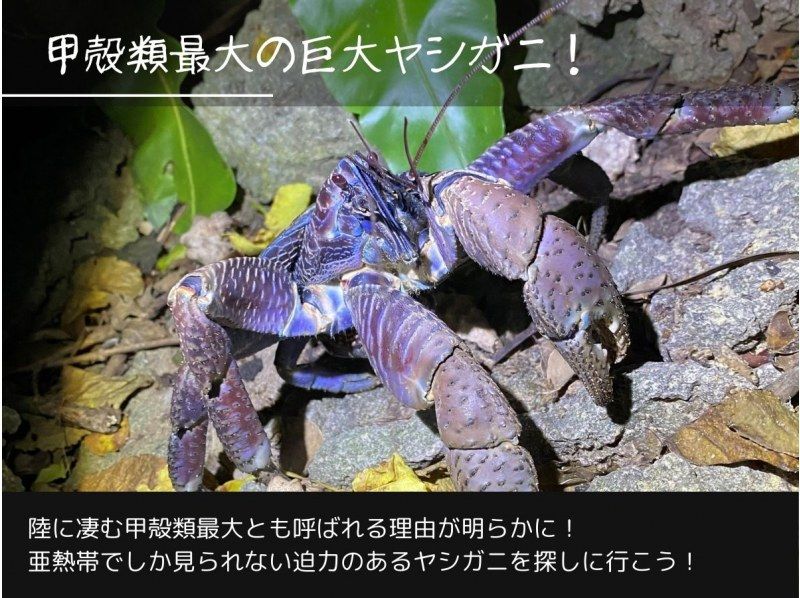 【石垣島/夜】１組限定♪南の島の生き物×星空！今人気の欲張りナイトサファリツアー♪の紹介画像
