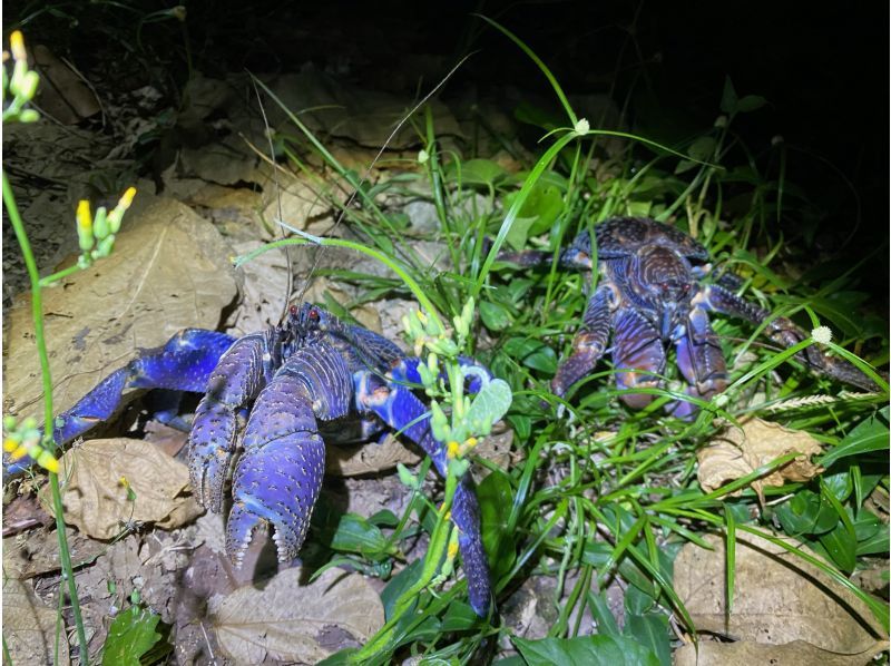 【石垣島/夜】１組限定♪南の島の生き物×星空！今人気の欲張りナイトサファリツアー♪の紹介画像