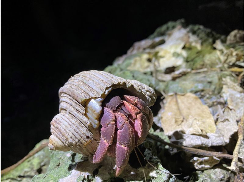 【石垣島/夜】１組限定♪南の島の生き物×星空！今人気の欲張りナイトサファリツアー♪の紹介画像