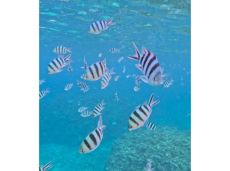 【ANA誌掲載】総口コミ1500件超★大人気ウミガメ大接近！？99.99%遭遇率【2歳〜85歳】ニモや熱帯魚に会える！当日予約OK・無料多数の紹介画像