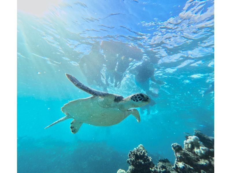 ★Student discount [OK on the day] 99.99% chance of encountering sea turtles! [Lowest price in the industry ★ Ages 3 and up can participate] Snorkel to see Nemo and lots of tropical fish! Free pick-up and drop-off, photosの紹介画像