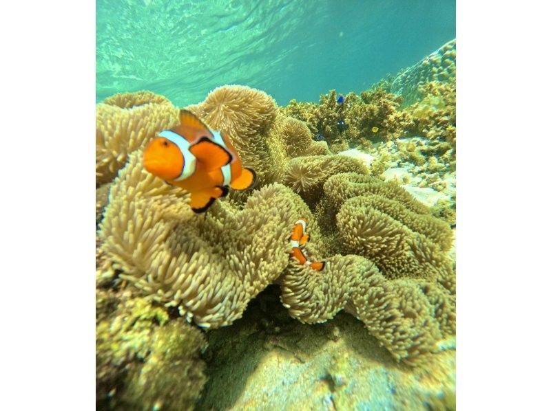 Same-day OK [2 hours] Overwhelming sea turtle encounter rate of 99.99% [8 trips per day] Snorkeling where you can see lots of tropical fish and clownfish! Free transportation, equipment, and photosの紹介画像