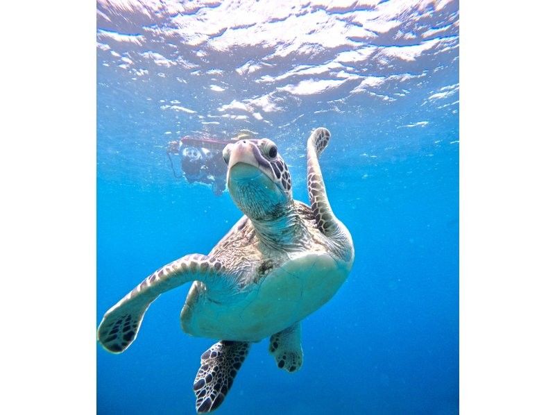 Same-day OK [2 hours] Overwhelming sea turtle encounter rate of 99.99% [8 trips per day] Snorkeling where you can see lots of tropical fish and clownfish! Free transportation, equipment, and photosの紹介画像