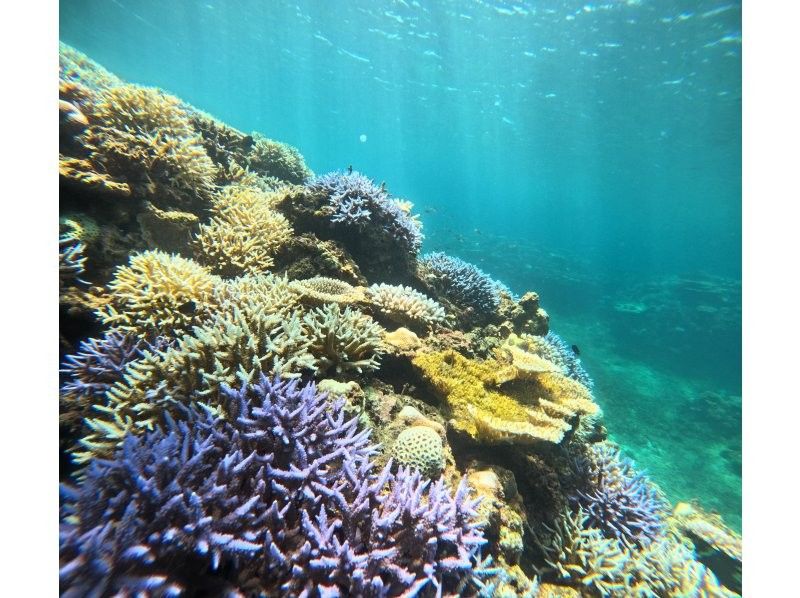 【ANA誌掲載】総口コミ1500件超★大人気ウミガメ大接近！？99.99%遭遇率【2歳〜85歳】ニモや熱帯魚に会える！当日予約OK・無料多数の紹介画像