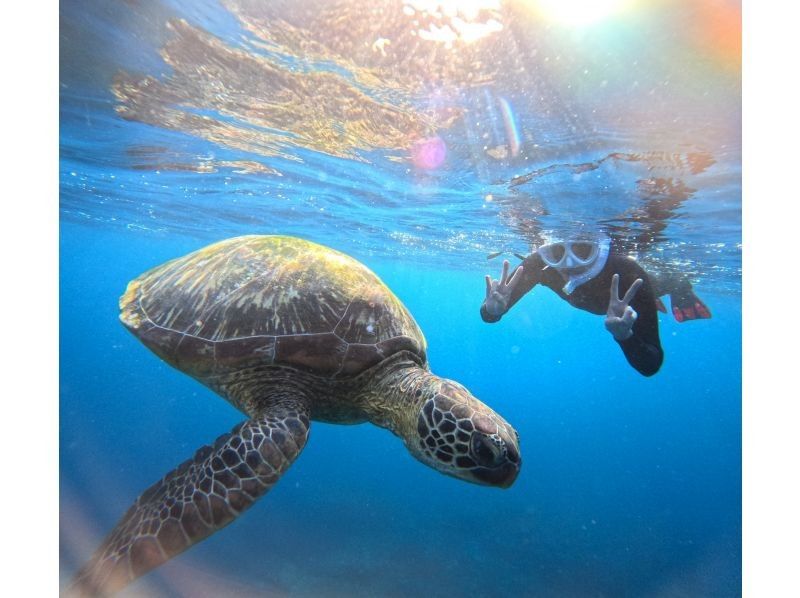 Same-day OK [2 hours] Overwhelming sea turtle encounter rate of 99.99% [8 trips per day] Snorkeling where you can see lots of tropical fish and clownfish! Free transportation, equipment, and photosの紹介画像