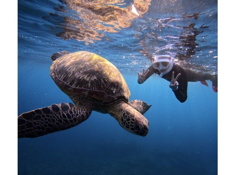 【ANA誌掲載】総口コミ1500件超★大人気ウミガメ大接近！？99.99%遭遇率【2歳〜85歳】ニモや熱帯魚に会える！当日予約OK・無料多数の紹介画像
