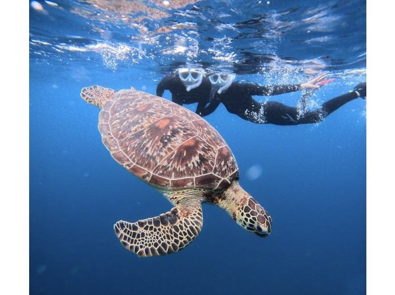 Same-day OK [2 hours] Overwhelming sea turtle encounter rate of 99.99% [8 trips per day] Snorkeling where you can see lots of tropical fish and clownfish! Free transportation, equipment, and photosの紹介画像