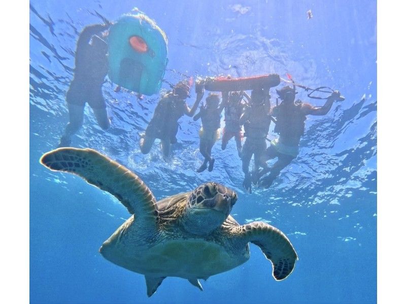 Same-day OK [2 hours] Overwhelming sea turtle encounter rate of 99.99% [8 trips per day] Snorkeling where you can see lots of tropical fish and clownfish! Free transportation, equipment, and photosの紹介画像