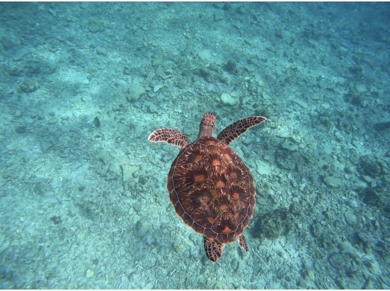 Same-day OK [2 hours] Overwhelming sea turtle encounter rate of 99.99% [8 trips per day] Snorkeling where you can see lots of tropical fish and clownfish! Free transportation, equipment, and photosの紹介画像