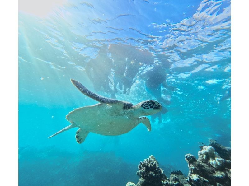 【ANA誌掲載】総口コミ1500件超★大人気ウミガメ大接近！？99.99%遭遇率【2歳〜85歳】ニモや熱帯魚に会える！当日予約OK・無料多数の紹介画像