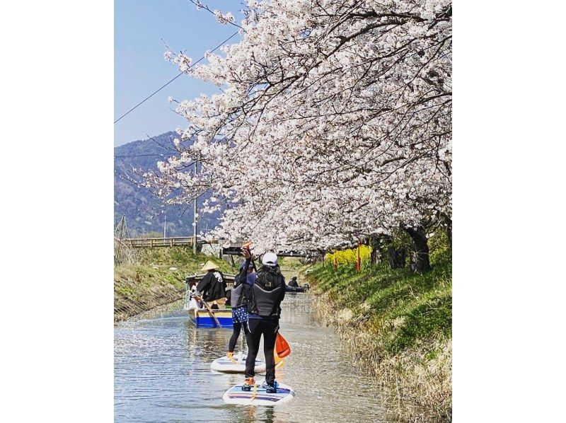 [Limited time only] Cherry blossom viewing SUP experience tour to the water village of Omihachiman!の紹介画像