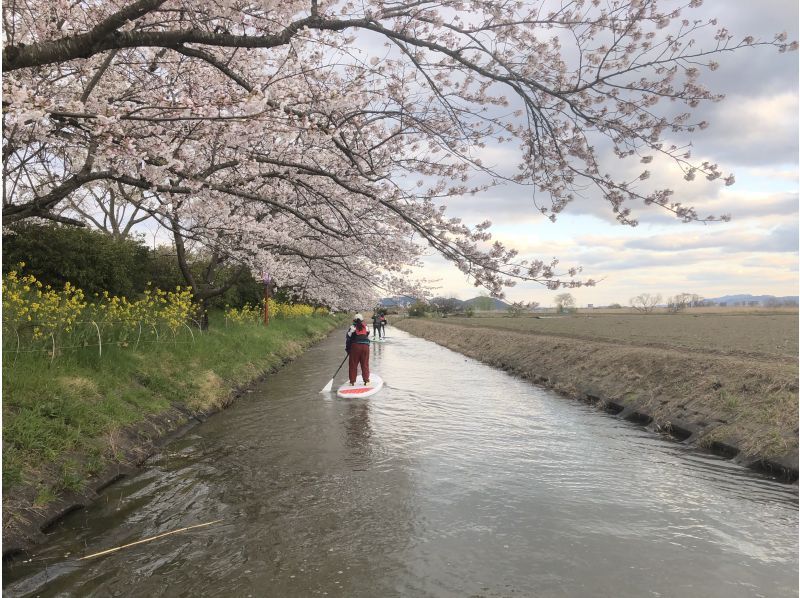 【期間限定】近江八幡の水郷を行くお花見SUP体験ツアー！の紹介画像