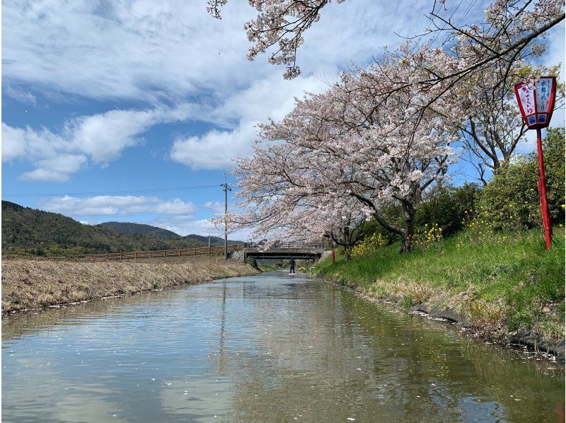 [Limited time only] Cherry blossom viewing SUP experience tour to the water village of Omihachiman!の紹介画像