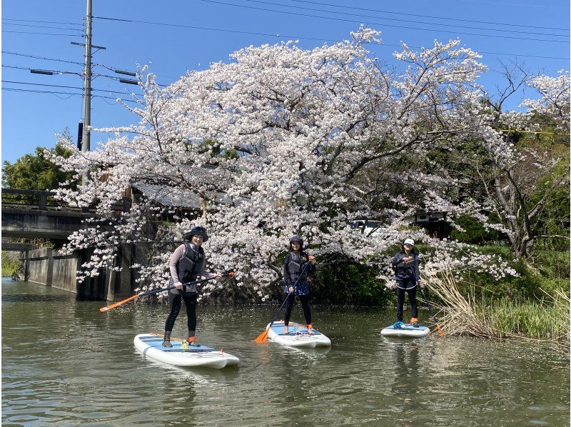 [Limited time] Cherry blossom viewing sunset Suigo SUP tour! Enjoy cherry blossom viewing in a fantastic water village!の紹介画像