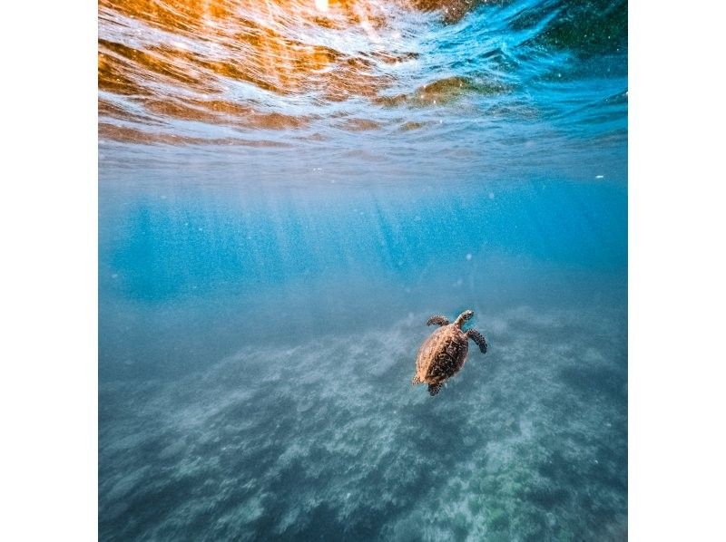 Swim with turtles [Onna village Nakayukui] Beach entry skin divingの紹介画像