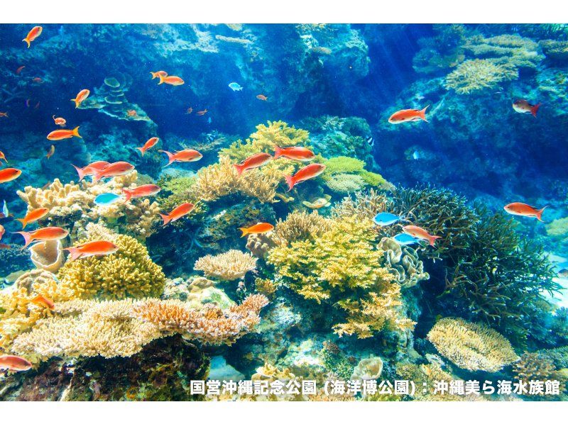 [Okinawa/Naha] Okinawa Churaumi Aquarium ticket | Naha HIS LeaLea lounge exchangeの紹介画像