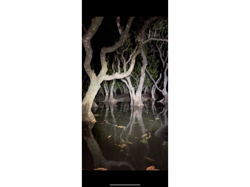 奄美大島【当日予約可能】夜のマングローブカヌー（60分）奄美大島の自然を満喫！※口コミ投稿で撮影データ無料プレゼント※お一人様歓迎！！の紹介画像