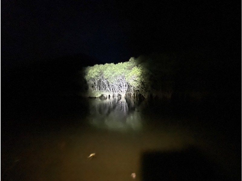 奄美大島【当日予約可能】夜のマングローブカヌー（60分）奄美大島の自然を満喫！※口コミ投稿で撮影データ無料プレゼント※お一人様歓迎！！の紹介画像