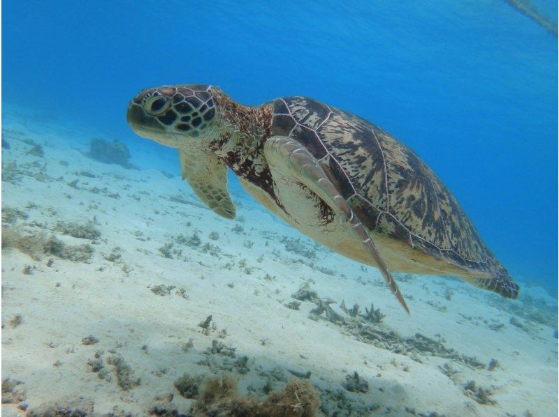 【那覇発／慶良間日帰り】チャータークルーザーで行く！慶良間諸島『渡嘉敷島』とかしくビーチ海水浴ツアーの紹介画像