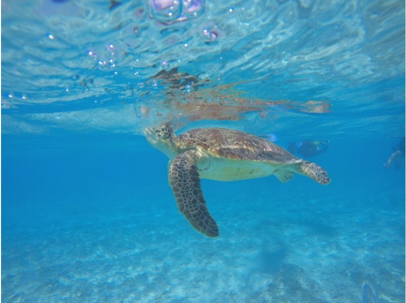 【那覇発／慶良間日帰り】チャータークルーザーで行く！慶良間諸島『渡嘉敷島』とかしくビーチ海水浴ツアーの紹介画像