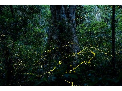 【石垣島】ネイティブガイドが案内 2026年3月〜5月期間限定 ヤエヤマヒメボタルの乱舞+星空鑑賞+満天の星空フォトツアー 【石垣島】ネイティブガイドが案内 2026年3月〜5月期間限定 ヤエヤマヒメボタルの乱舞+星空鑑賞+満天の星空フォトツアー