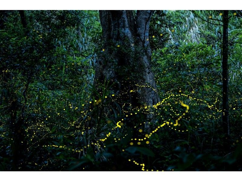 【石垣島】ネイティブガイドが案内 2026年3月〜5月期間限定 ヤエヤマヒメボタルの乱舞＋星空鑑賞＋満天の星空フォトツアーの紹介画像