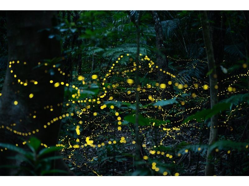 【石垣島】ネイティブガイドが案内 2026年3月〜5月期間限定 ヤエヤマヒメボタルの乱舞＋星空鑑賞＋満天の星空フォトツアーの紹介画像