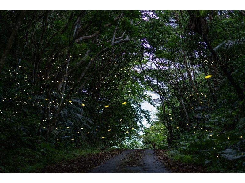 【石垣島】ネイティブガイドが案内 2026年3月〜5月期間限定 ヤエヤマヒメボタルの乱舞＋星空鑑賞＋満天の星空フォトツアーの紹介画像