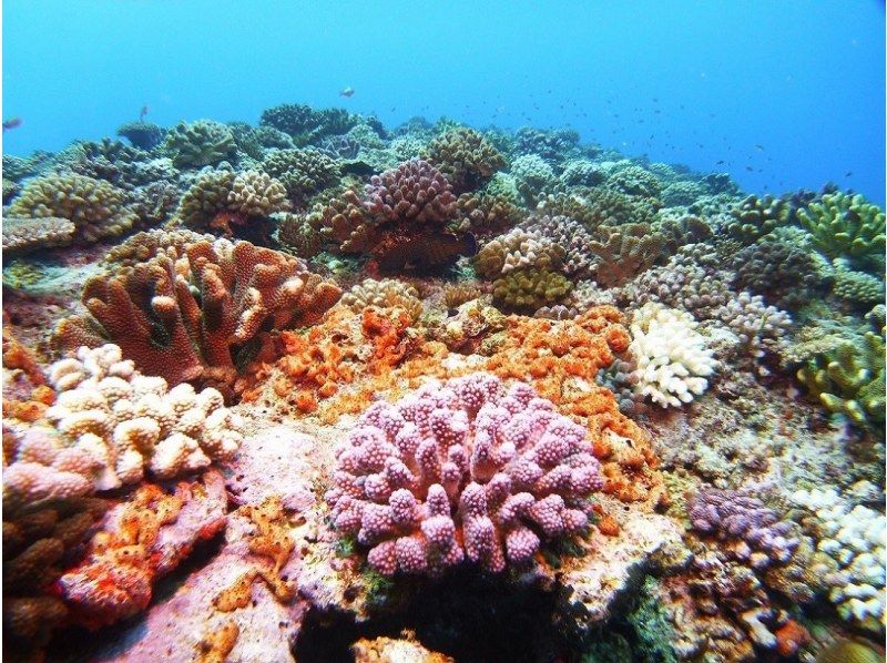 渡嘉敷島　ダイビング　ランキング　体験ダイビング　ファンダイビング　格安　お得　割引ツアー　おすすめショップ　ＢＬＵＥ　ＺＯＮＥ　カラフルな珊瑚礁　サンゴ