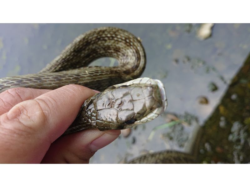 [From Chofu, Tokyo] Kids Special Adventure summer tour to search for reptiles and amphibians, search for and capture 6 types of frogs, 4 types of snakes, and lizardsの紹介画像