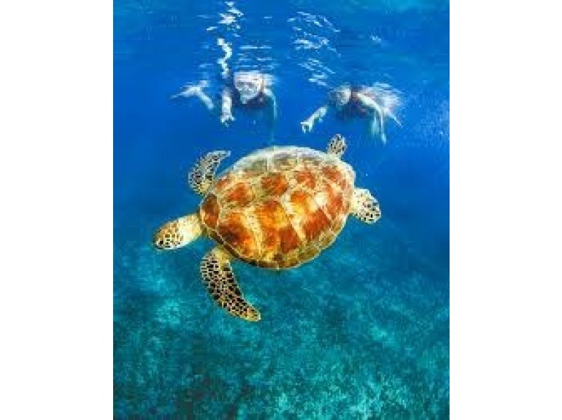 [Okinawa, Miyakojima] 100% encounter rate continues! Snorkel with sea turtles in the world's clearest ocean <Free photo data> Beginners and children welcome! Instant booking possible!の紹介画像