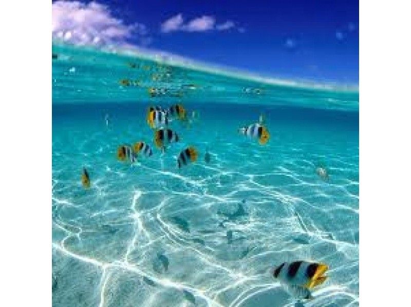 [沖繩/宮古島]相遇率持續100%！在世界上最透明的海洋中與熱帶魚一起浮潛 <免費照片資料> 歡迎初學者和兒童！可即時預訂！の紹介画像