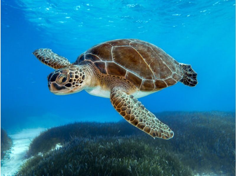 [冲绳/宫古岛]相遇率持续100%！在世界上最透明的大海中与海龟一起浮潜 <免费照片数据> 欢迎初学者和儿童！可即时预订！の紹介画像