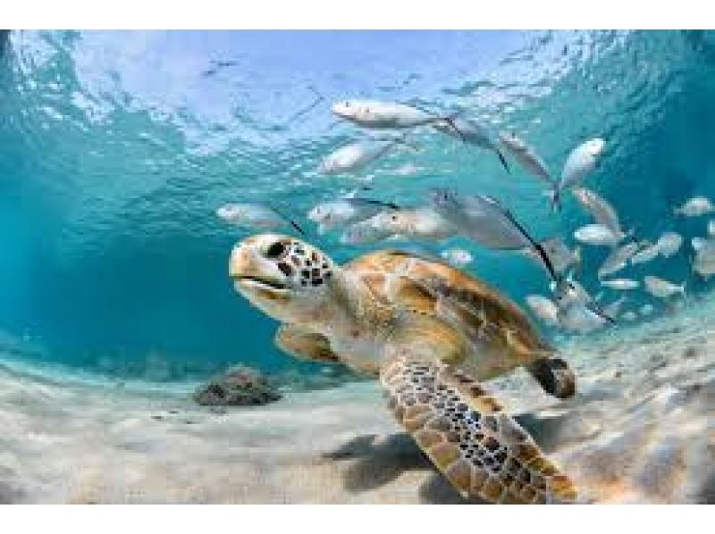 [沖繩/宮古島]相遇率持續100%！在世界上最透明的大海中與海龜一起浮潛 <免費照片資料> 歡迎初學者和兒童！可即時預訂！の紹介画像