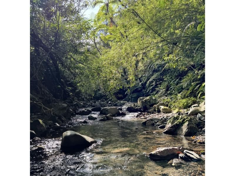 奄美大島 [北部] 壯麗景色半日或全日遊！照片/影片拍攝禮物♪の紹介画像