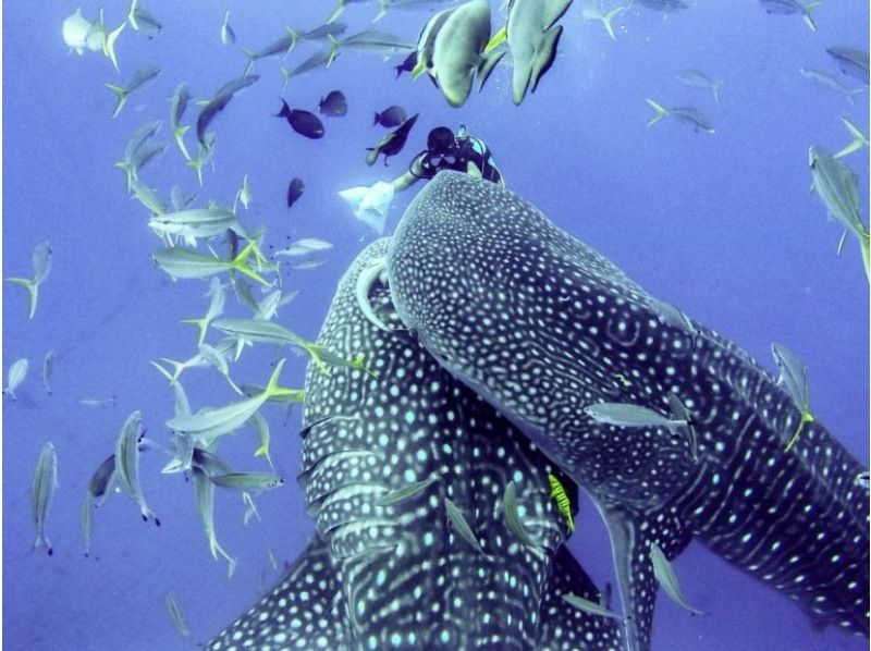 [Whale sharks” swim right in front of your eyes! Experience diving] Whale sharks that you can meet outside of Churaumi Aquarium★Encounter rate is 100%★Trial divingの紹介画像