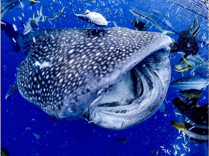 [Whale sharks” swim right in front of your eyes! Experience diving] Whale sharks that you can meet outside of Churaumi Aquarium★Encounter rate is 100%★Trial divingの紹介画像