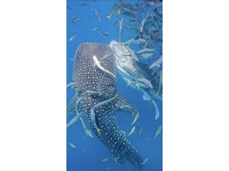 [Whale sharks” swim right in front of your eyes! Experience diving] Whale sharks that you can meet outside of Churaumi Aquarium★Encounter rate is 100%★Trial divingの紹介画像