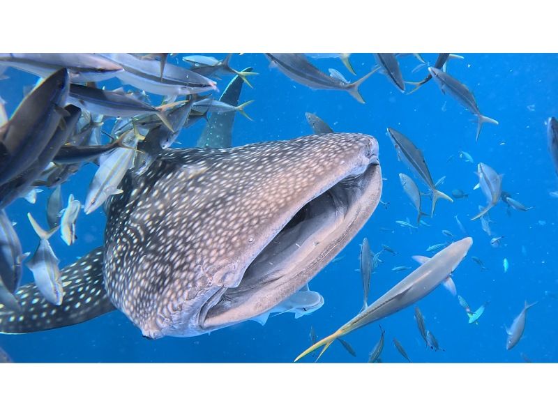 [Whale sharks” swim right in front of your eyes! Experience diving] Whale sharks that you can meet outside of Churaumi Aquarium★Encounter rate is 100%★Trial divingの紹介画像