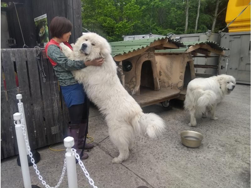 三英　グレートピレニーズ　レトロ　日本製　アクリル　７０センチ　特大　ピレネー犬 三英 グレートピレニーズ レトロ 日本製 アクリル 70センチ 特大