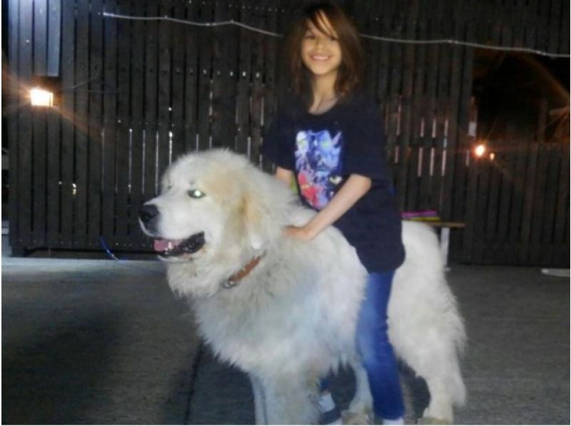 Wow! ! Play with Grepi, a large dog that is also popular at SPY×FAMILY! 5 minutes by car from Lake Towada and Oirase Streamの紹介画像