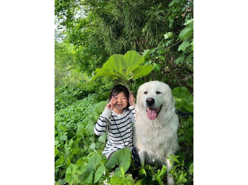 うわぁぁぁぁっ！！　　　SPY×FAMILYでも人気の大型犬、グレピと遊ぼ！　十和田湖・奥入瀬渓流から車で５分の紹介画像