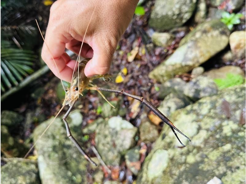 SALE! [Easy for everyone!] Fishing for freshwater shrimp at a waterfall on Ishigaki Island & light trekking course [Children can participate]の紹介画像