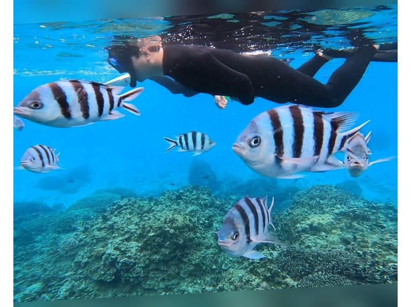 SALE！超お得セット★2大人気スポットへ！【石垣島】幻の島＋青の洞窟＋ウミガメシュノーケル《写真＋動画データ・送迎＆器材無料》竹富格安券有の紹介画像