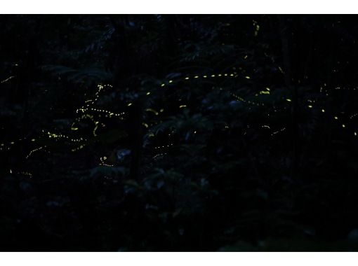 【スプリングキャンペーンセール中】ヤエヤマヒメホタル(蛍)観賞+プチナイトツアー 【スプリングキャンペーンセール中】ヤエヤマヒメホタル(蛍)観賞+プチナイトツアー
