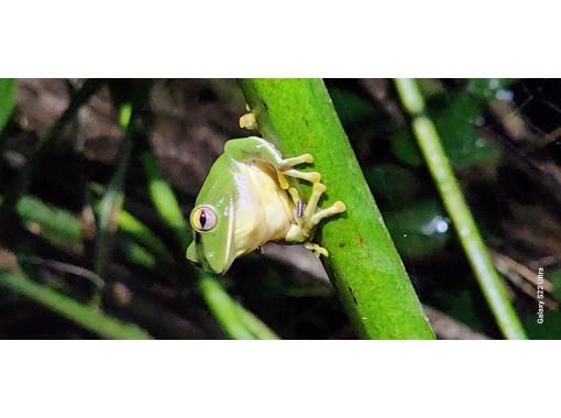 【スプリングキャンペーンセール中】ヤエヤマヒメホタル(蛍)観賞+プチナイトツアー 【スプリングキャンペーンセール中】ヤエヤマヒメホタル(蛍)観賞+プチナイトツアー