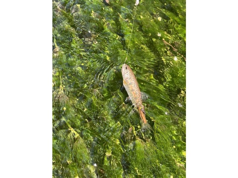 【北海道・弟子屈】心と体をリフレッシュ！北海道の大自然を満喫する渓流釣りツアーの紹介画像