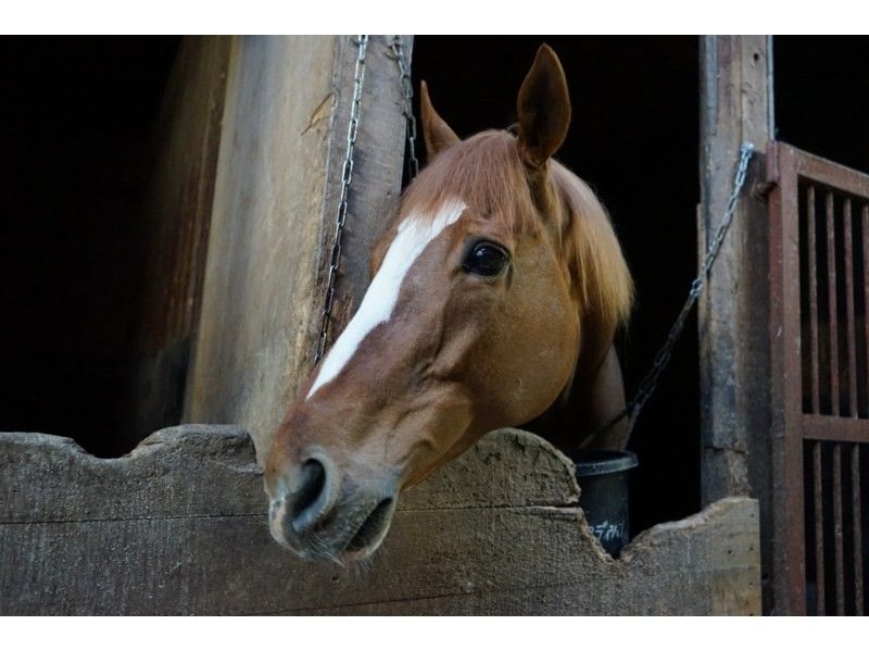 【鳥取・大山】馬とふれあい体験◆大山乗馬センター入場料◆馬のおやつ付の紹介画像