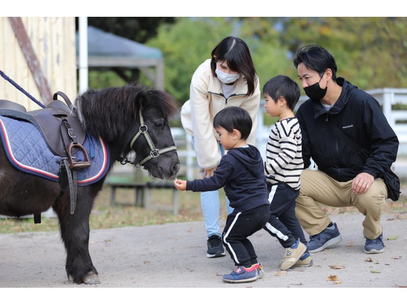 【鳥取・大山】お子様限定！ポニー乗馬◆ミニチュアホースに乗ってみよう◆馬のおやつ付の紹介画像