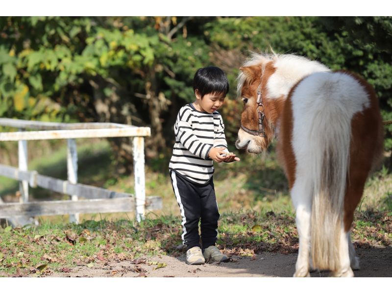 【鳥取・大山】お子様限定！ポニー乗馬◆ミニチュアホースに乗ってみよう◆馬のおやつ付の紹介画像